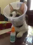 主人来不及买伊丽莎白圈，于是临时做了一个，看起来有点挤啊！