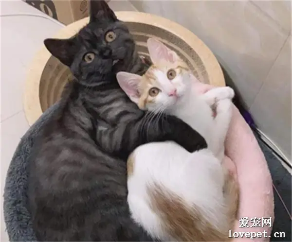 黑猫和橘猫结合后可以生出来的小猫竟然是这个颜色...