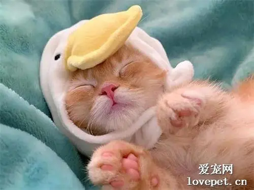 太治愈了！不瞒你说，这真是我见过最可爱的小奶猫！