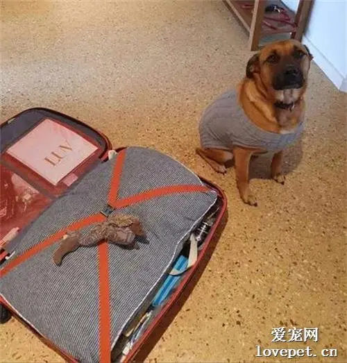 收养的流浪狗看到他要出差，居然强行把娃娃塞给他：要想我哦！