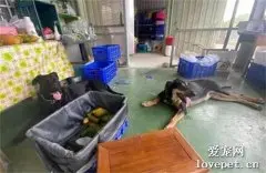 狗子到朋友家暂住几天，回来郁闷的躺在地上不吃，主人得知原因后，笑喷了！