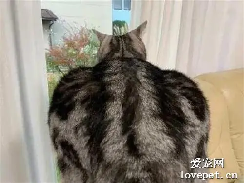 现在喵界流行背着铲屎官偷偷举铁练肌肉？