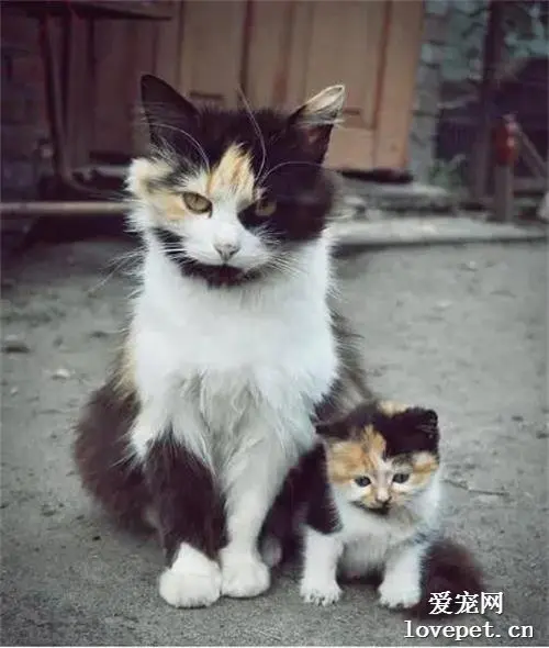 这些猫，一看就是亲生的！