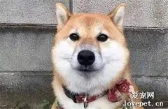 网友下班发现邻居的柴犬在自家门口，忍不住给它拍了照片，但后来他竟在照片里发现……