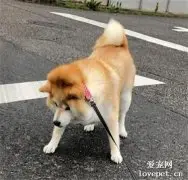 狗子拒绝散步，主人拉的脸都变形了就是不走，笑喷了！