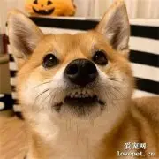 网友嫌阿柴热不想跟它一起睡，于是想了这一招，效果出奇的好！
