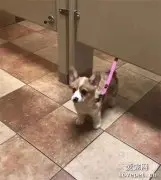 小狗保镖：不准进去我妈在羞羞