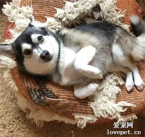 哈士奇5岁生日，铲屎官给它买了一头小猪当兄弟，半年后这只猪......