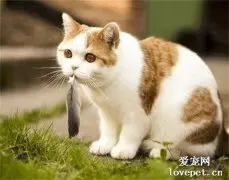 什么鱼适合猫吃又有营养？