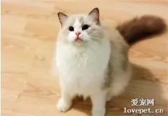 猫为什么不能吃盐？