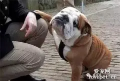 犯了错的狗狗，小眼睛里满满的都是歉意，最后一只绝对是惯犯了！