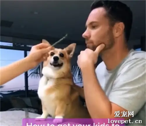 为了让狗子乖乖吃饭，你们也是都拼了！