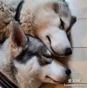 网友吐槽自家的两只二哈，秀恩爱的方式很有味道....