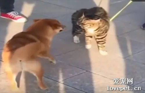 汪星人偶遇喵星人，柴犬不服气向猫咪发起挑战，下一秒请憋住别笑