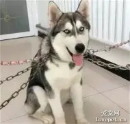 主人为防二哈拆家，竟使出漩涡一族的封印术，网友：收徒弟吗？