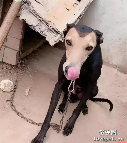 男子在农村碰到一条土狗，总觉得不太对劲，网友：爹妈基因真强大