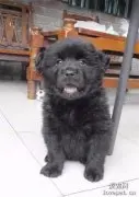 带狗出门散步，却被邻居询问养熊麻不麻烦，主人一脸懵逼：我养的是狗！