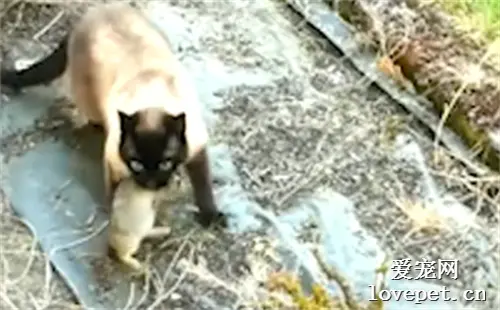 猫的第六感有多强？看完真的吓出一身冷汗