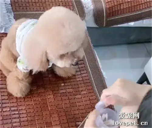 看到主人掏出棉签时，泰迪立马知道怎么配合...
