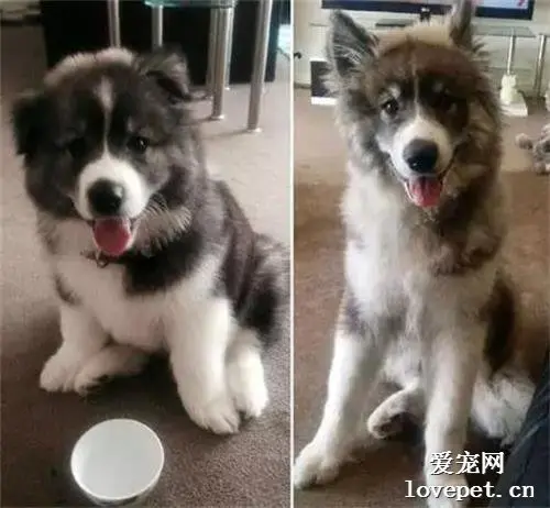 一只集结三傻之力的狗狗，萨摩耶+哈士奇+阿拉斯加=撒哈拉！