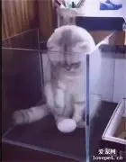 猫咪一早醒来发现下体多了一个蛋，立马慌了：这是我下的吗？