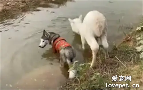 二哈把羊驼带沟里了，哈哈二果然是会传染的！