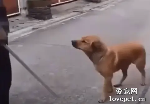 狗子玩到天黑才回家，主人拎着棍子在门口等它，这一幕像不像小时候的你？
