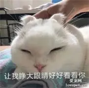 这，或许就是公猫和母猫的区别吧…