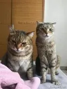网友家的猫一只脸大一只脸小，脸小的还特别喜欢跟脸大的拍照！