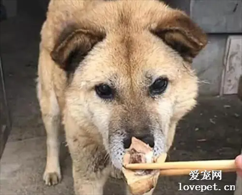 喂肉给土狗吃，汪却迟迟不肯下嘴，随后女子拍了拍脑袋