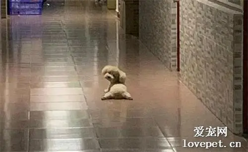 回家途中看到一只玩具熊，刚准备过去捡……结果被吓一跳！