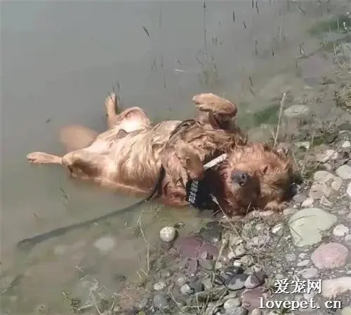 女子在湖边找到失踪的狗狗，当场崩溃，凑近一看发现事情不简单