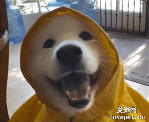 相框里有一只可爱的狗狗，本尊出现的时候才发现，萌得更过分！
