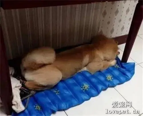 跟老妈说好一顿只喂130克，结果狗子还是胖成了米其林！