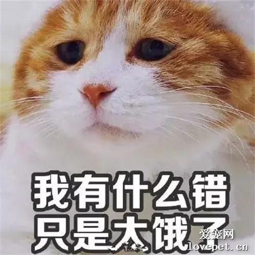 胖到怀疑猫生的喵星人，咦我仿佛看到了自己？