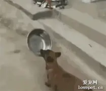 狗狗叼着饭盆去吃饭，不小心摔了一跤，汪：妈呀，吃个饭真不容易