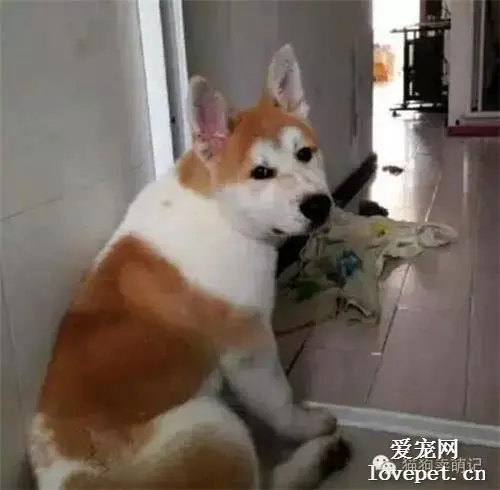 主人回家狗狗激动扑了过来，结果主人立刻去了一趟医院