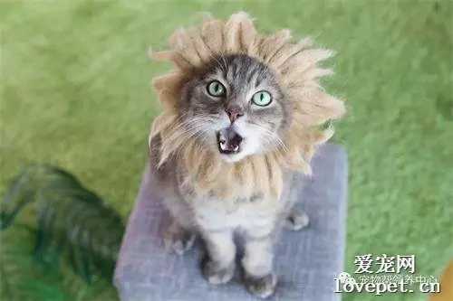 为解决猫咪遍地掉毛，主人竟然用了这方法...