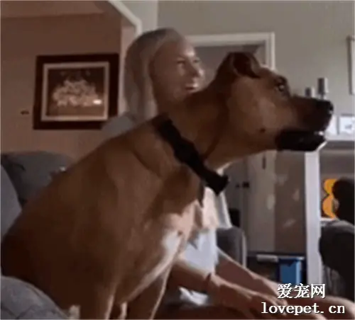 狗狗看电视入戏太深，它做出这种沙雕事情，笑喷