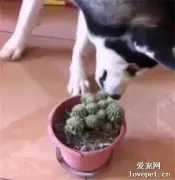 二哈一口吞下一颗仙人球，结果...惨不忍睹