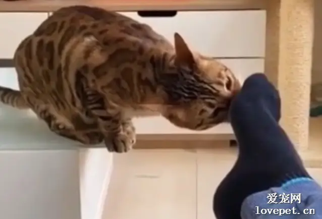 猫：两脚兽的爪子刨屎了？隔着屏幕都臭到了！