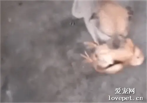捡回家的小奶狗为了报恩，把我养的鸡咬死了
