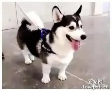 网上买了一只二哈，卖家说保证是纯种，两个月之后，直接傻眼了