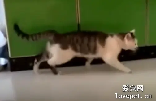  太空猫步之滑步，回过头来的那一刻我笑了