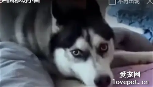  哈士奇：主人已经三天没打我了
