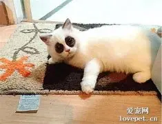 网购布偶猫，价格便宜以为赚到，拆包看到这模样，打电话投诉