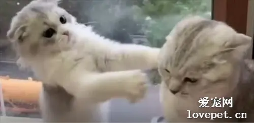  猫咪打架从来不用嘴巴，而是用小爪子，打不过还知道搬救兵！