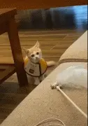 挑逗小猫咪上沙发却忽略了这一点，猫崩溃到哭：你是真的狗