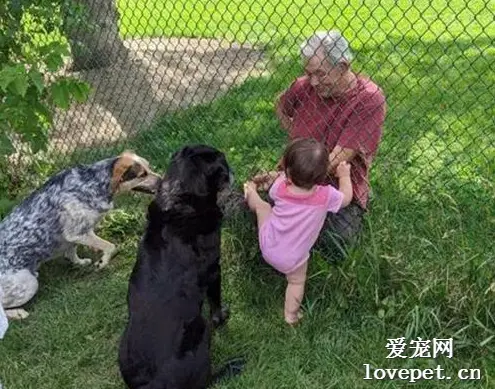 邻居爷爷每天都来给狗子喂零食，这天却突然发现，多了一只不一样的！