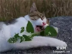 猫吸猫薄荷有坏处吗？